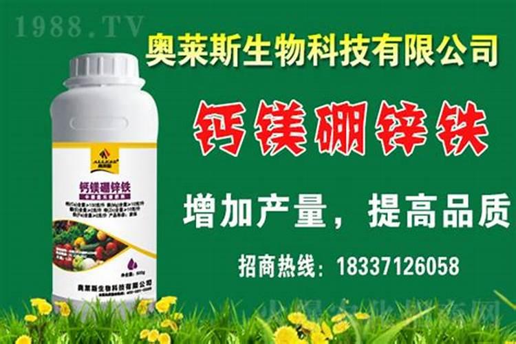 马醉木的养殖方法和注意事项