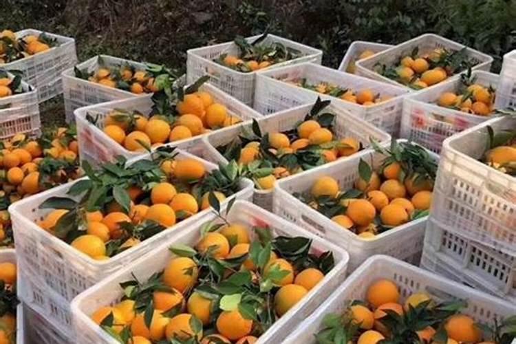 脐橙树缺硼的症状和补救措施是什么？