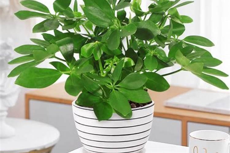 中药材三七专用肥哪家好？增产专用叶面肥什么牌子的好？抗病增产增收肥金 ...