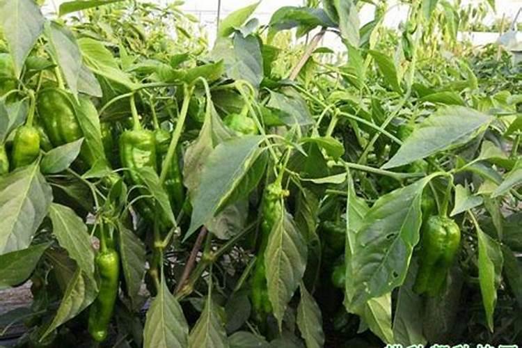 冬天种大葱需要注意什么冬季种植大葱如何管理