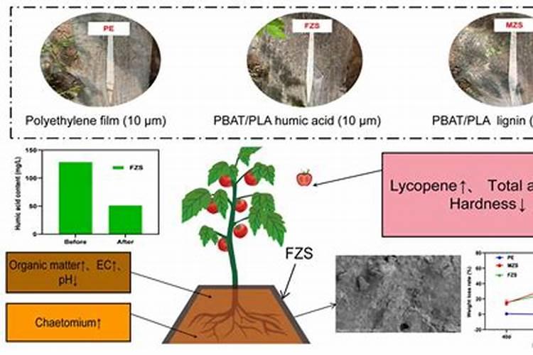 虎皮兰怎么繁殖扦插