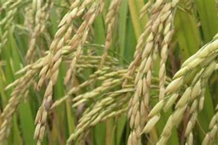 麻姑米粉有添加剂吗