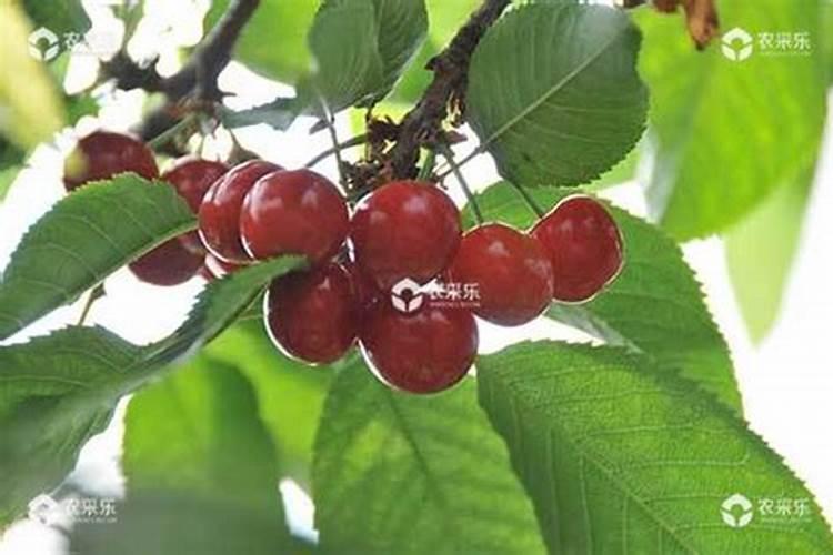 橘子花谢了怎么办