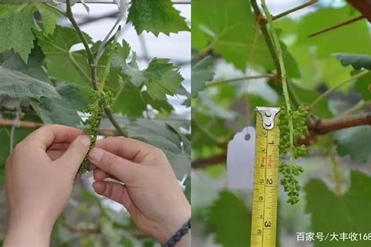 脐橙幼苗施肥时间和方法 脐橙幼苗怎么施肥