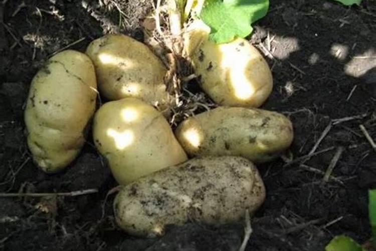 八角金盘的养殖方法和注意事项,半阴养护保持土壤酸性