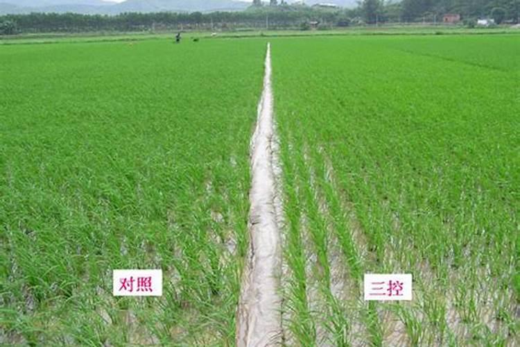 什么是 腐熟液肥