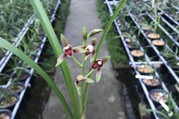 流体硼和硼酸有什么区别