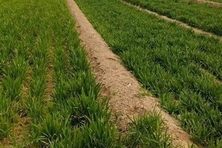 叶菜用什么叶面肥能使茎杆粗壮叶面肥大？