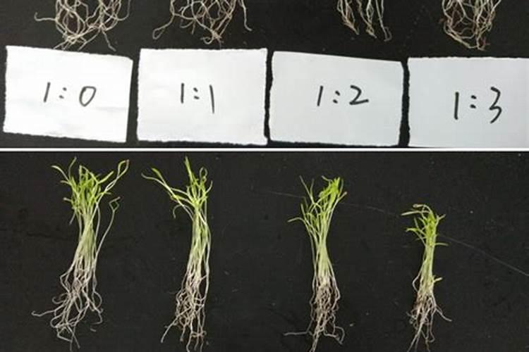 大棚蔬菜施肥三步走