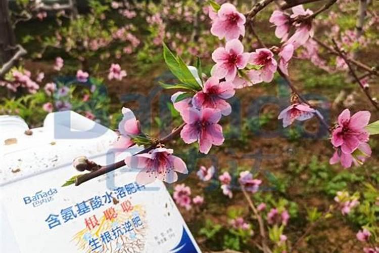 桃树叶面肥如何用磷酸二氢钾