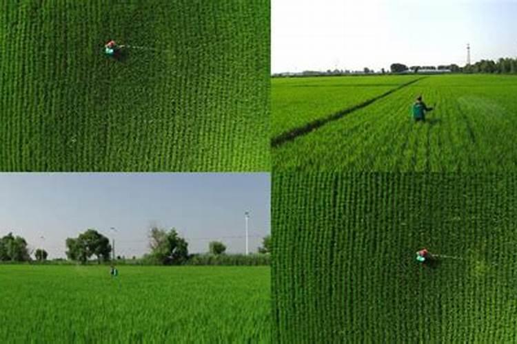 种菜用什么肥料最好