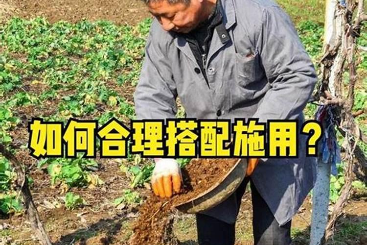 西瓜苗喜阴还是喜阳