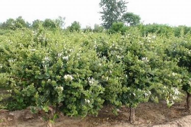 水溶肥什么牌子靠谱？