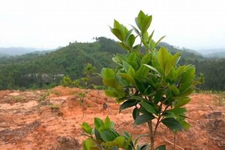 油茶肥什么时候施肥