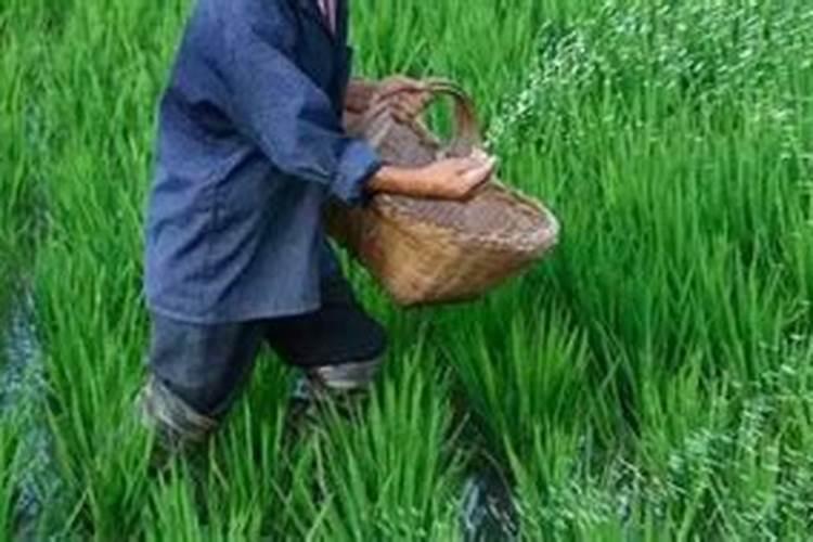 种小麦一亩地用多少复合肥