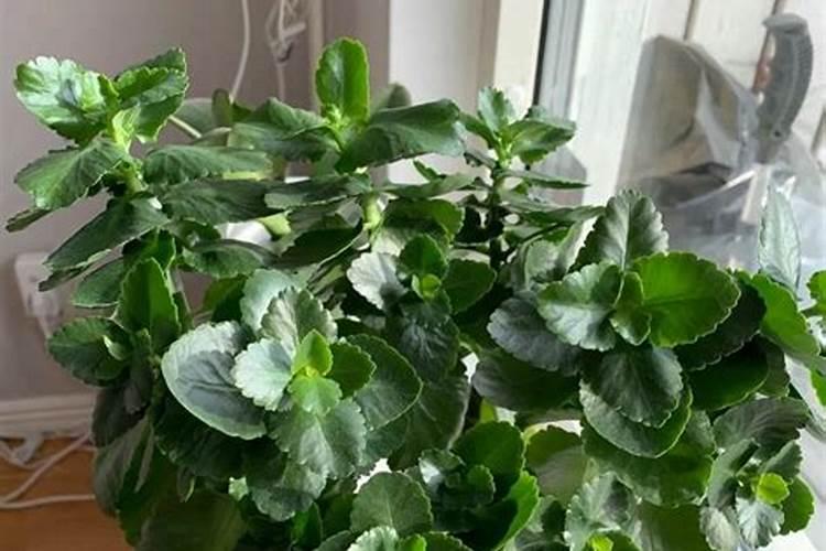 长寿花最喜欢“喝”2种肥料:一种让植株茂盛,一种让花开爆盆!