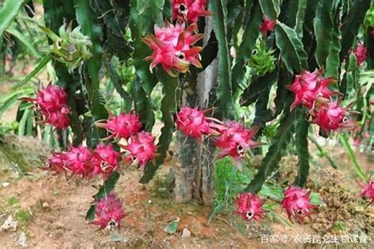 硼肥不能和什么一起用？如果使用错误会产生哪些影响？