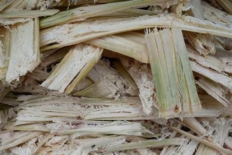 甘蔗皮可以做肥料吗 甘蔗渣可以直接做肥料吗