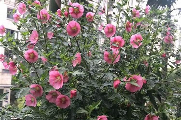 果树促花用什么叶面肥好？