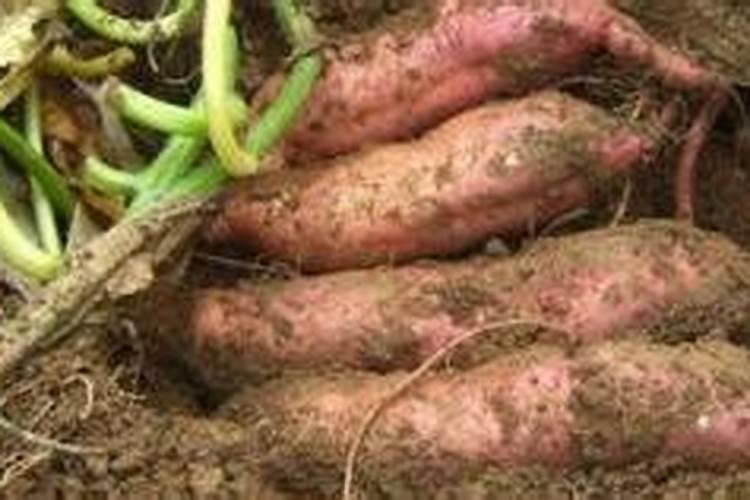 龙岩水溶肥是什么意思