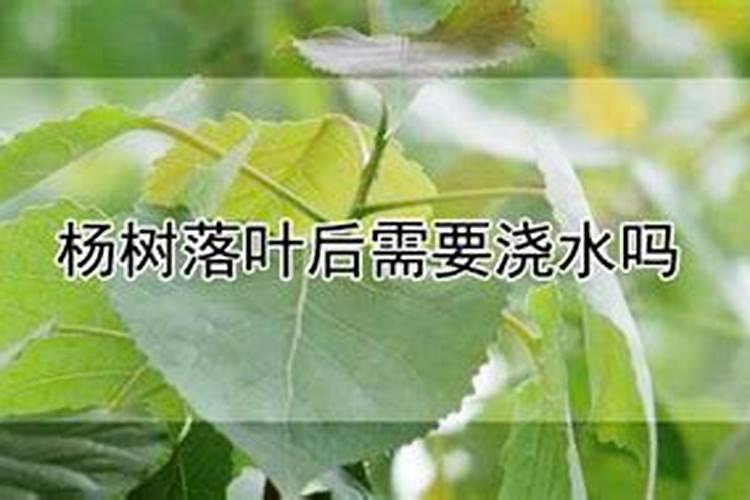 立秋后杨树还能施肥吗？