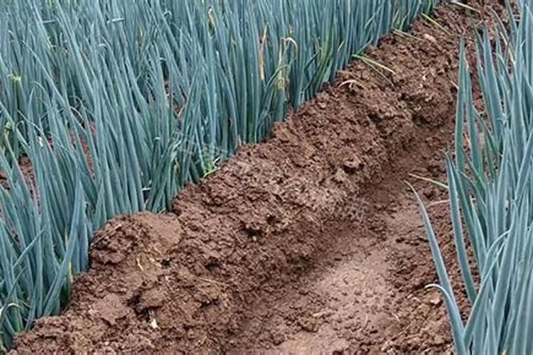 种大葱施什么肥啊