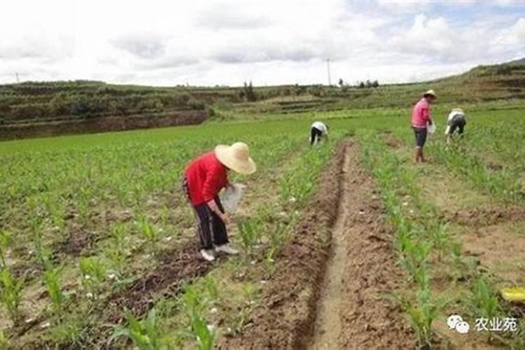 磷酸二氢钾兑150克兑30斤水甜糯玉米在′中怎样