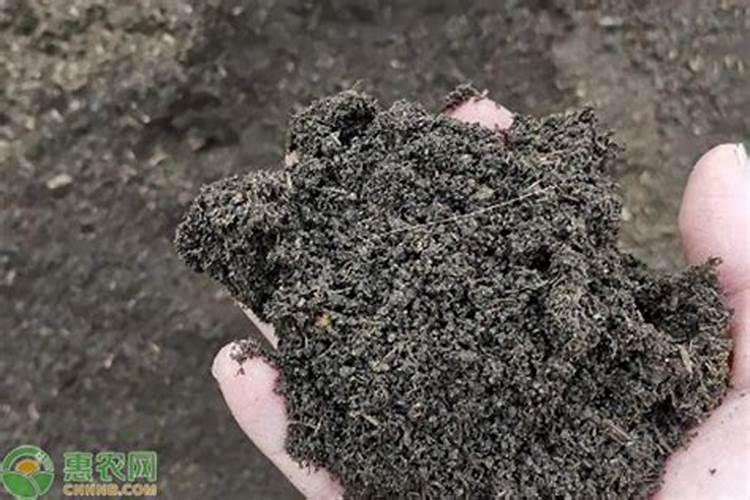 怎样用红糖做肥料