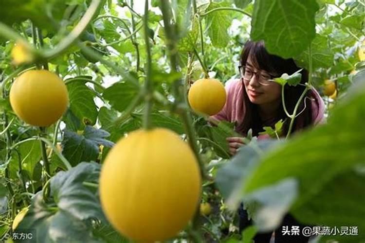 求教:鱼内脏能否做肥料？