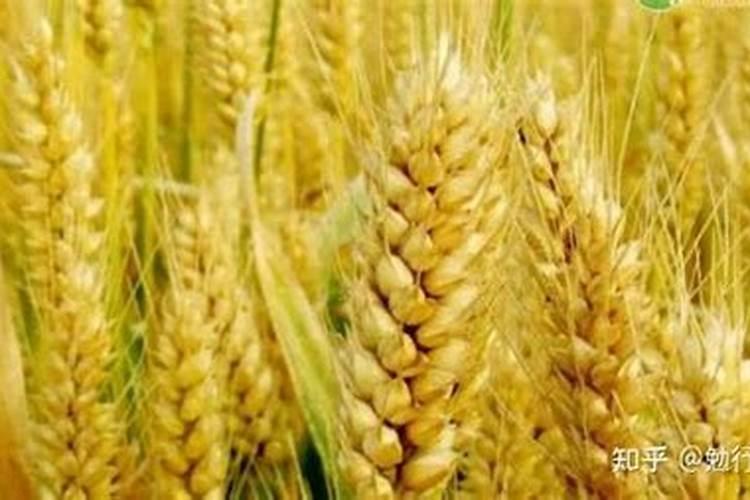 小麦喜欢什么肥料