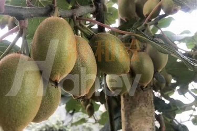 水溶冲施肥大量元素和中量元素的区别