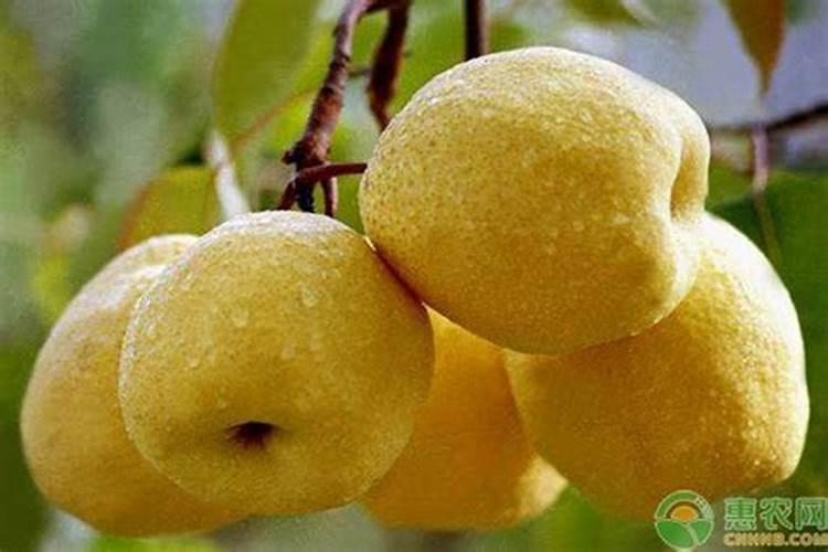 春季梨树施肥施什么