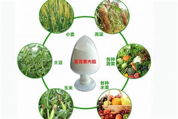 复硝酚钠加芸苔素在玉米上