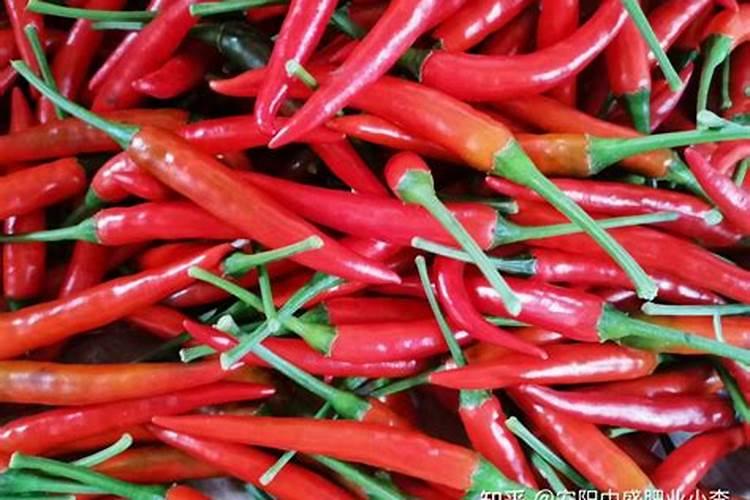 辣椒用哪种水溶肥效果好？辣椒用什么叶面肥效果好？