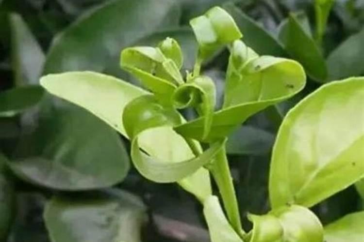 家里用啥替代硼肥