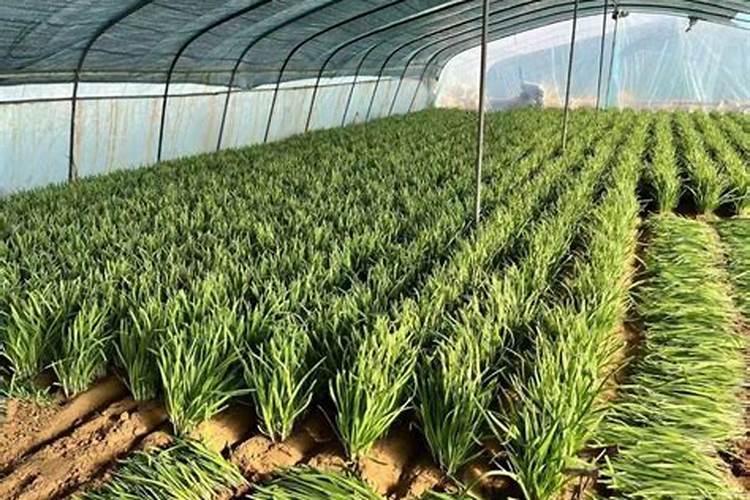 山药发芽了怎么处理