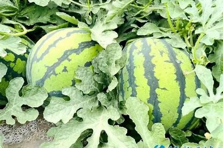 大棚种植西瓜需要喷洒生根粉吗