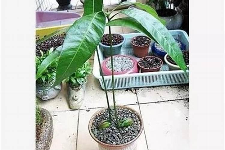 芒果皮可以做肥料养花吗