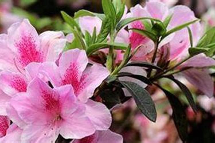 杜鹃花有花蕾能施肥吗