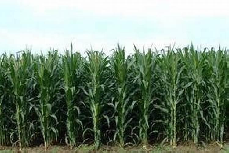 米兰花怎么浇水施肥