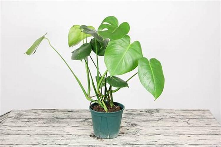 小葵花牛脾肽酵母的作用与功效有哪些