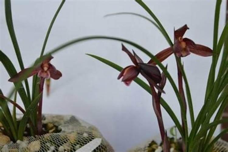 墨兰施肥方法 墨兰如何施肥