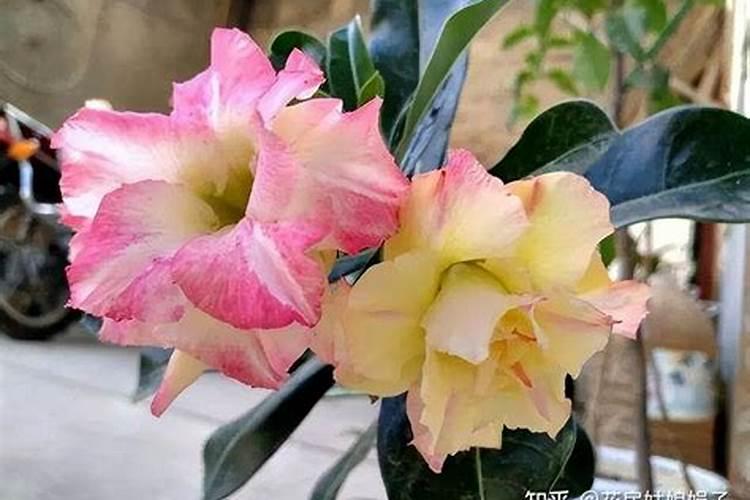 如何分辨板栗树苗真假