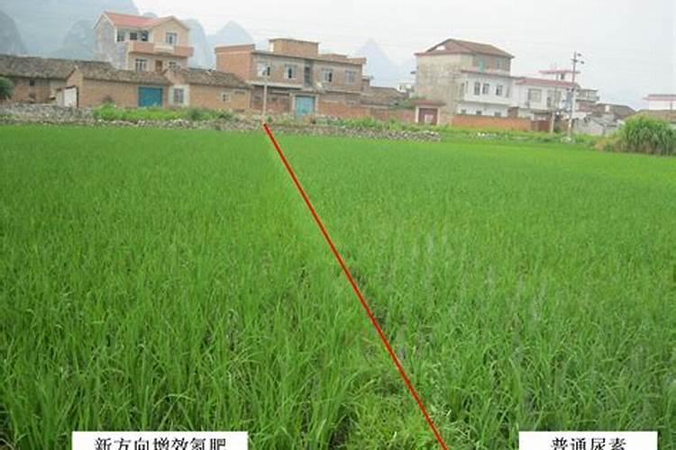 植物生长需要氮,那么给盆栽里直接加氮行不行,如何加