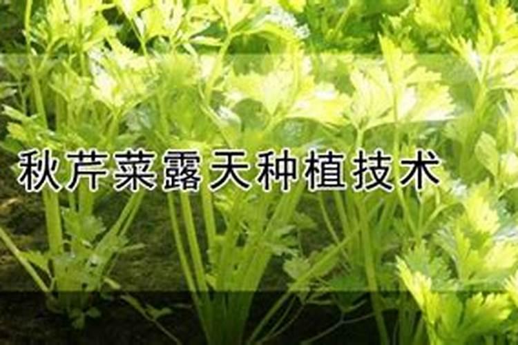 芹菜生长到什么时期喷施钾肥效果最好芹菜生长到什么时期啧施钾肥最好...