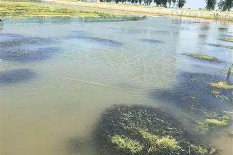 芸苔素能喷玉米吗