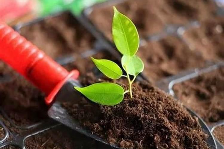 什么是腐植酸肥料