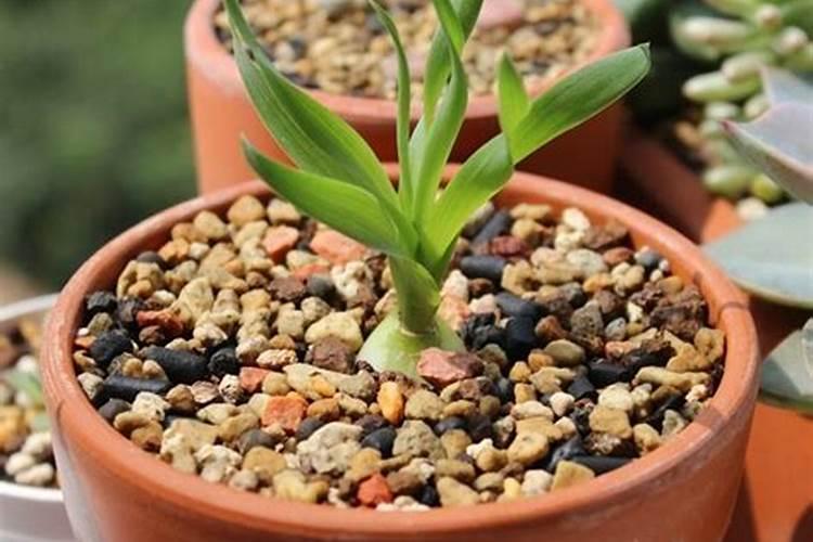 多肉可以用糖化硼肥片吗