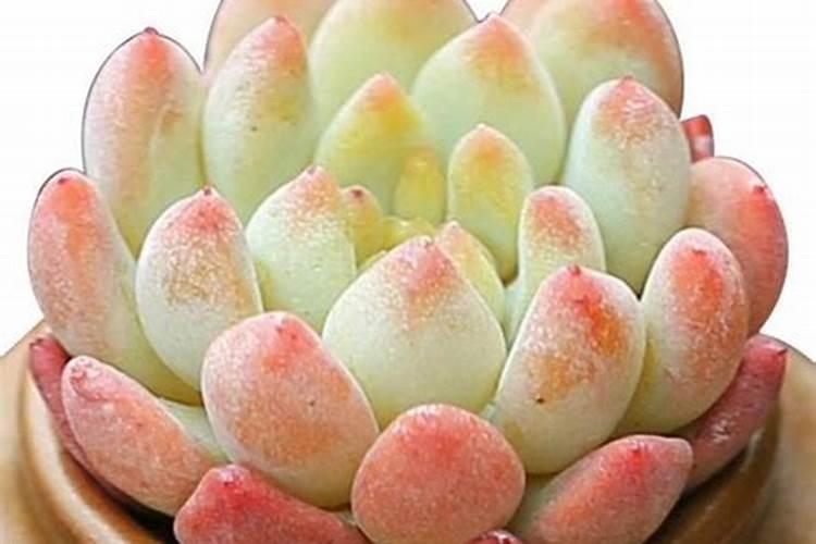 什么花用中微量元素肥