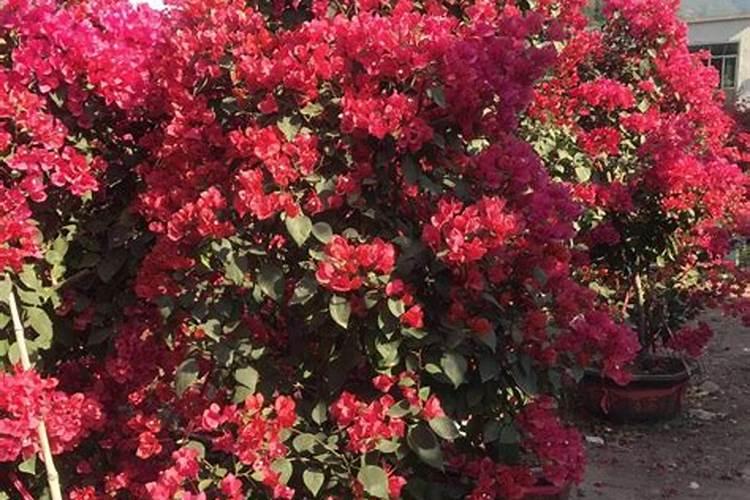 叶面喷施的钙肥有哪些好的品牌